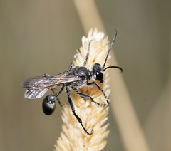 Isodontia obscurella