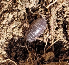 Armadillidium vulgare