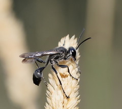 Isodontia obscurella
