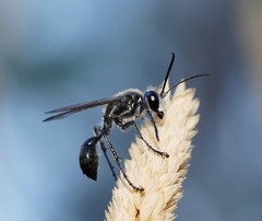 Isodontia obscurella