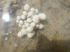 Eudistoma elongatum