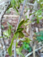 Eulophia spathulifera image