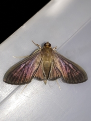 Phostria