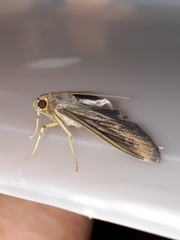 Phostria