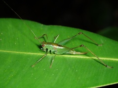 Phlugiolopsis yaeyamensis