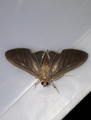 Phostria