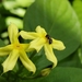 Lasioglossum singapurellum - Photo 由 melissaong 所上傳的 (c) melissaong，保留部份權利CC BY-NC