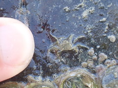 Halicarcinus