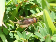 Modicogryllus consobrinus