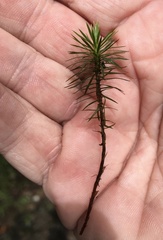 Dawsonia longiseta