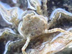 Halicarcinus