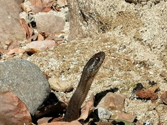 Thamnophis validus