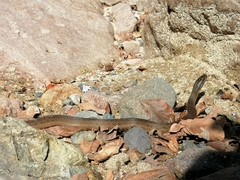 Thamnophis validus