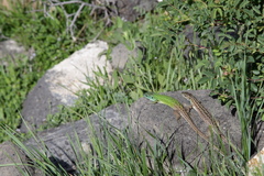Lacerta strigata