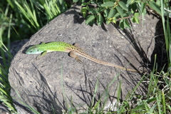 Lacerta strigata