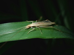 Oecanthus rufescens