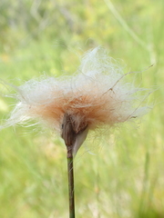 Eriophorum chamissonis