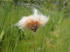 Eriophorum chamissonis