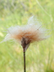 Eriophorum chamissonis