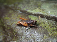 Sciotettix sakishimensis