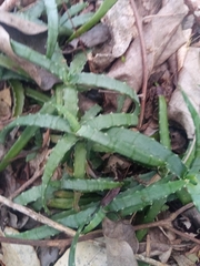 Aloe anivoranoensis