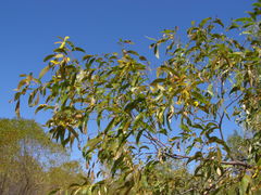 Acacia tumida