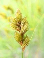 Carex crawfordii