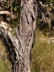 Acacia tumida
