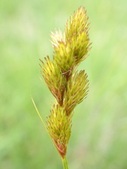 Carex crawfordii