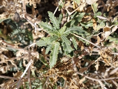 Mentzelia longiloba