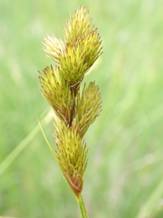 Carex crawfordii