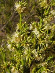 Calytrix brownii