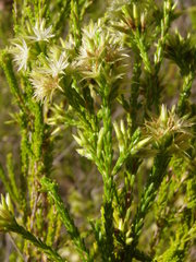 Calytrix brownii