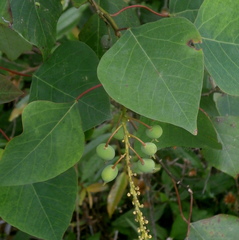Homalanthus populneus