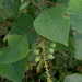 Homalanthus populneus - Photo 由 Yusran E. Ritonga 所上傳的 (c) Yusran E. Ritonga，保留部份權利CC BY-NC