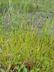 Eleocharis elliptica