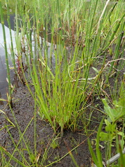 Eleocharis elliptica