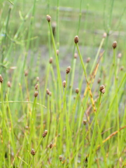 Eleocharis elliptica