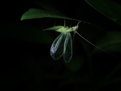 Oecanthus euryelytra