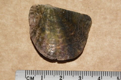 Pinctada maculata