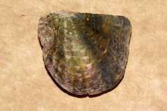 Pinctada maculata