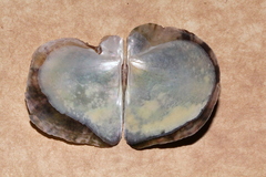 Pinctada maculata