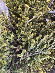 Pultenaea densifolia