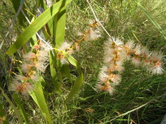 Melaleuca leucadendra