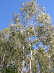 Melaleuca leucadendra