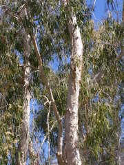 Melaleuca leucadendra