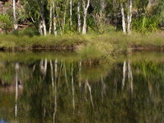 Melaleuca leucadendra