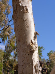 Melaleuca leucadendra