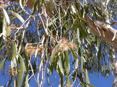 Melaleuca leucadendra