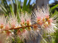 Melaleuca leucadendra